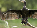 Kormoran, Vogel des Jahres 2010