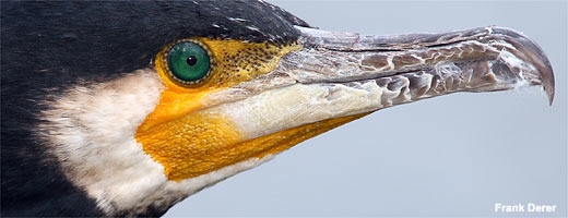 Kormoran